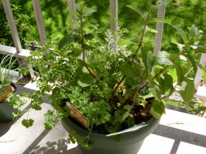 Fresh herbs from deck.
