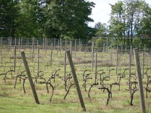 Wine vines.