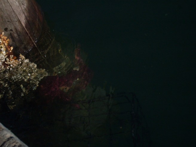 Murky ... can you make out what this is? Murky ... can you make out what this is?