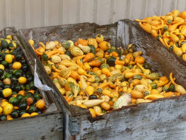 Decorative gourds. Clearly badass.