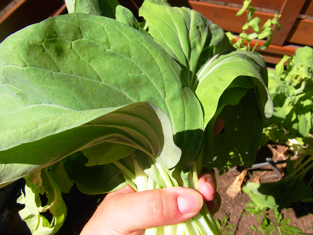 bokchoi