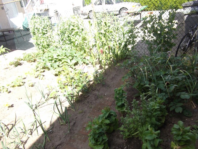 The back part of the garden