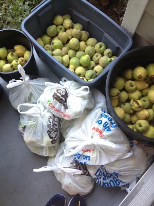 Quince haul