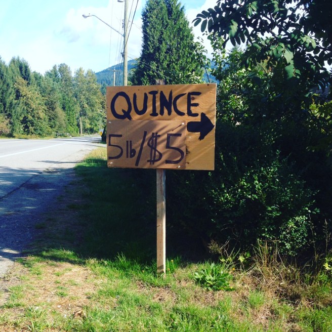 Country road, quince stand