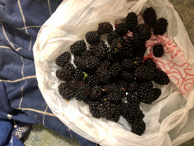 Blackberries in a plastic grocery bag on a kitchen countertop.